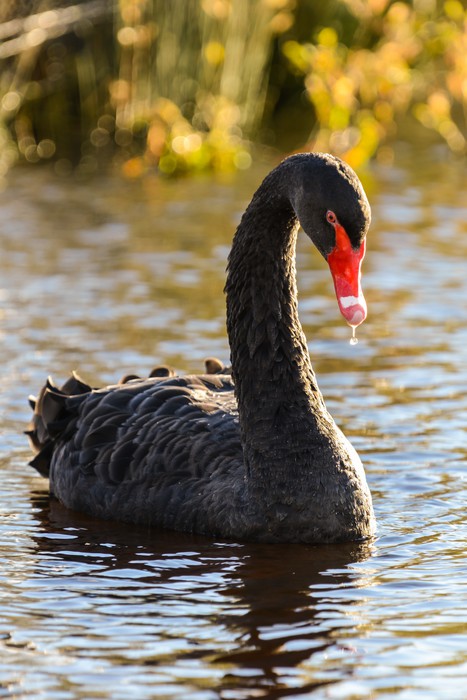 Black Swan | Stretched Canvas – Wall Art Prints