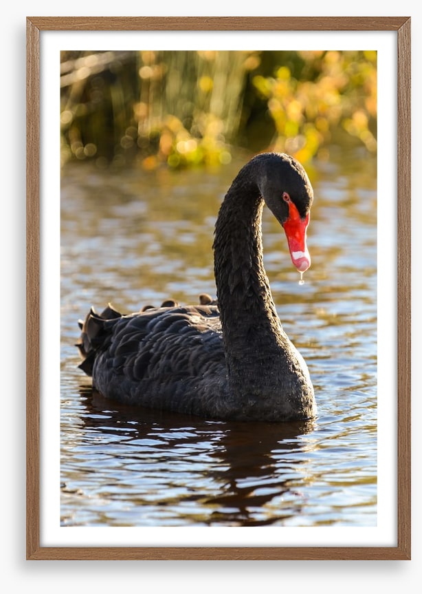 Black swan