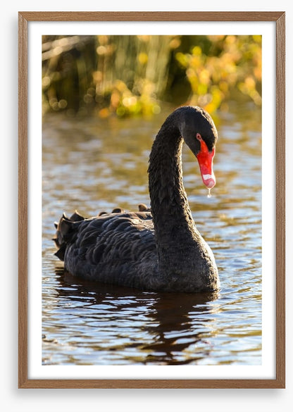 Black swan