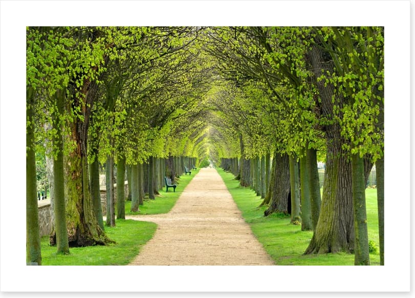 Linden promenade