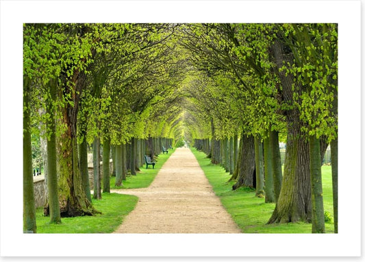 Linden promenade