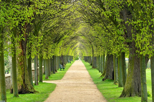 Linden promenade