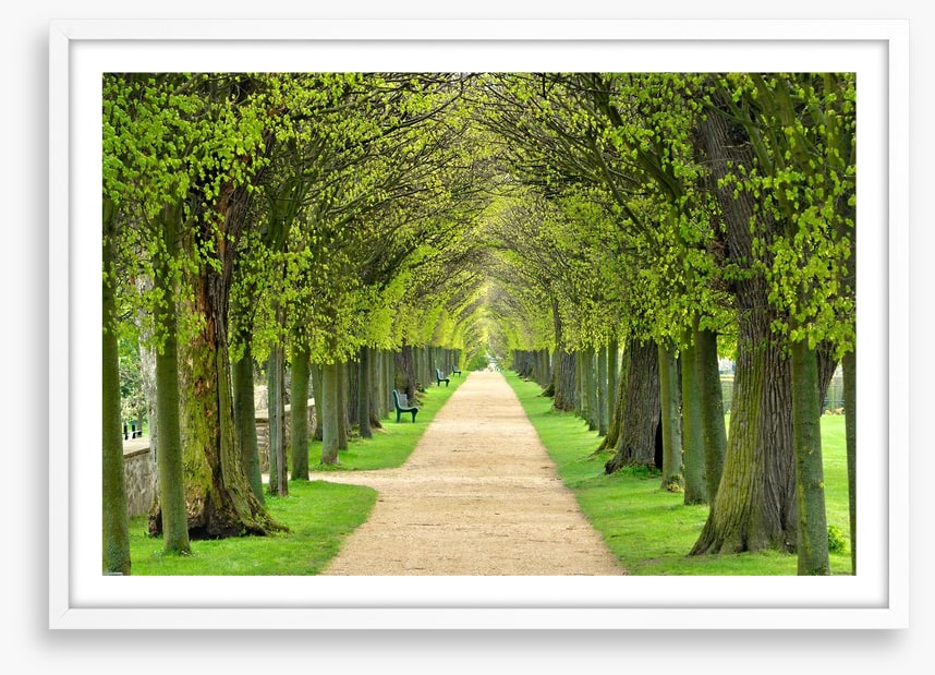 Linden promenade