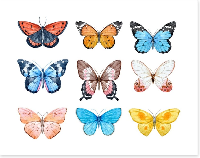 Butterflies