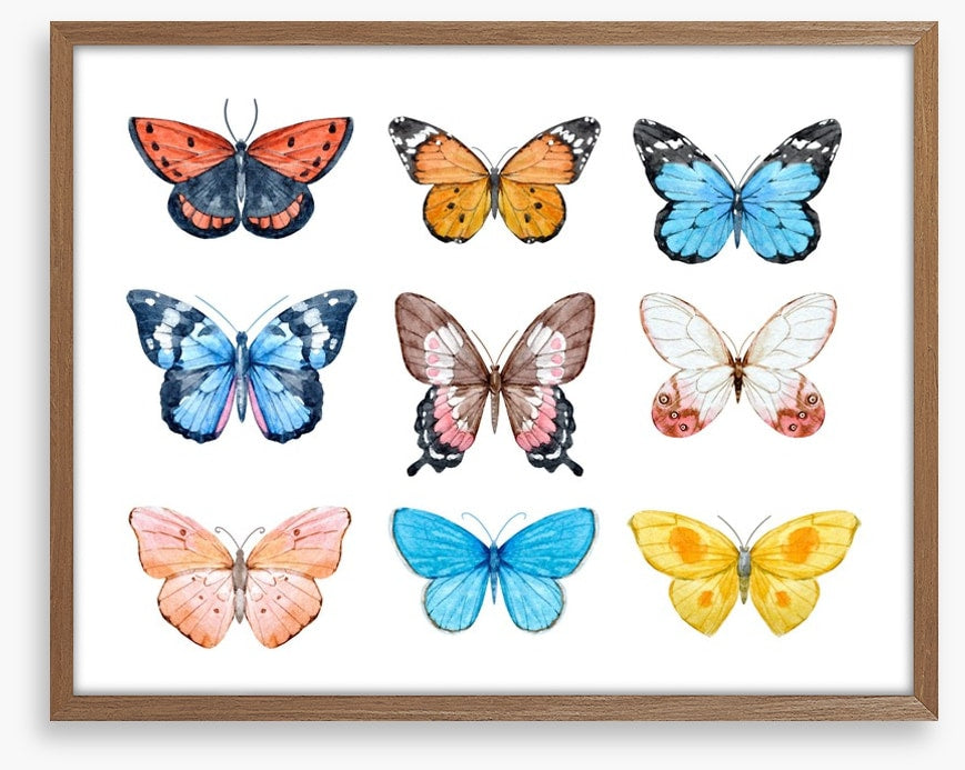 Butterflies