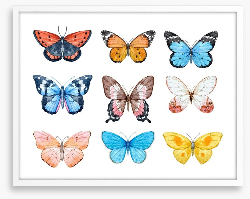 Butterflies