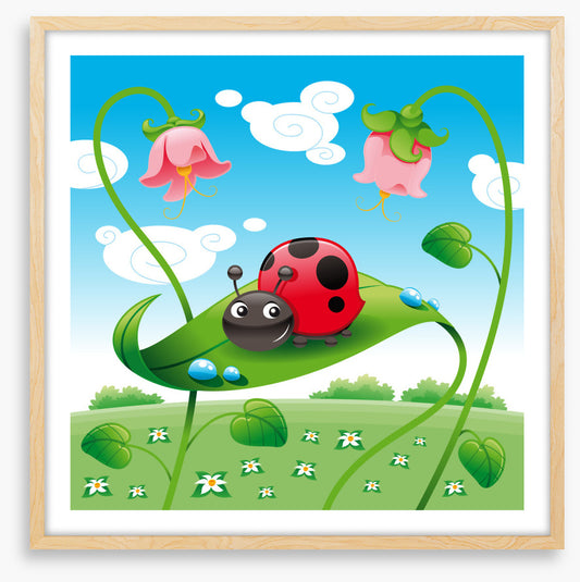 Ladybird on a leaf