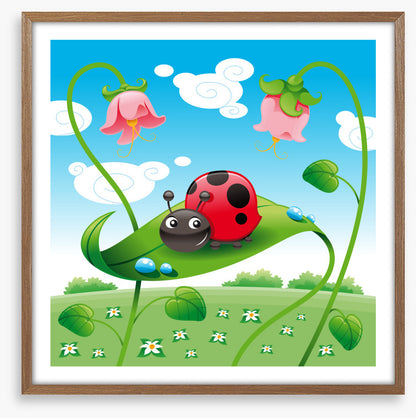 Ladybird on a leaf