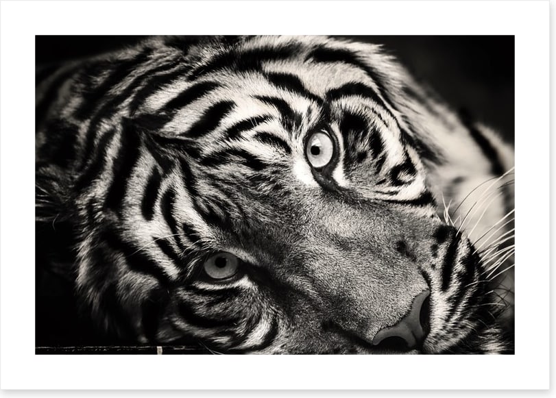 Sumatran stare