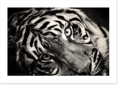 Sumatran stare