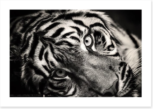 Sumatran stare