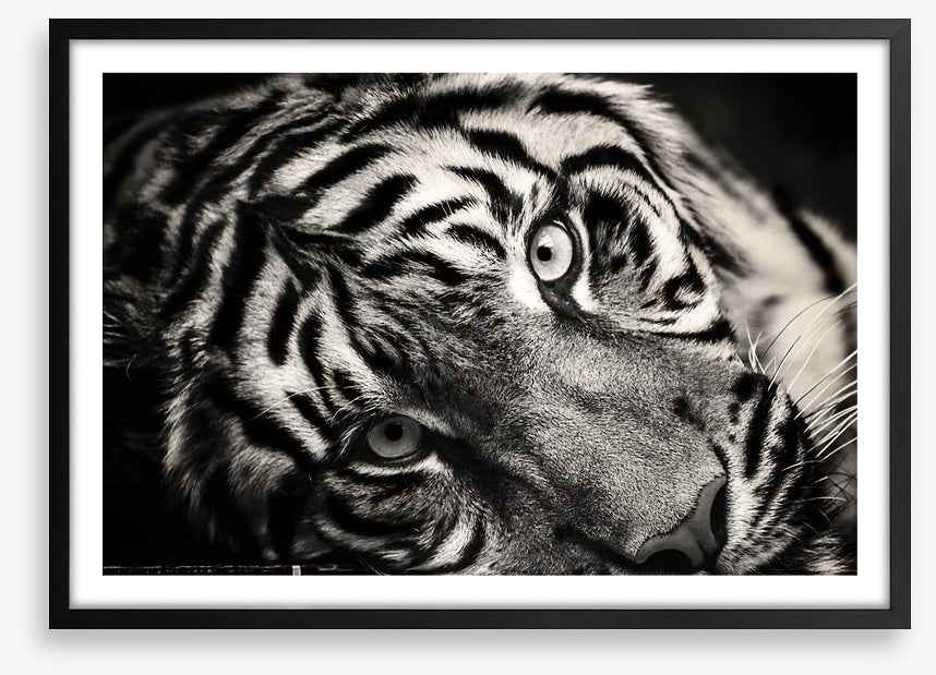 Sumatran stare
