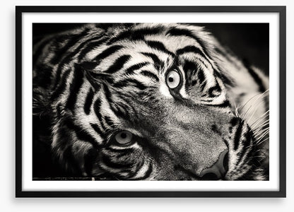 Sumatran stare