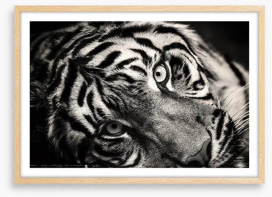 Sumatran stare