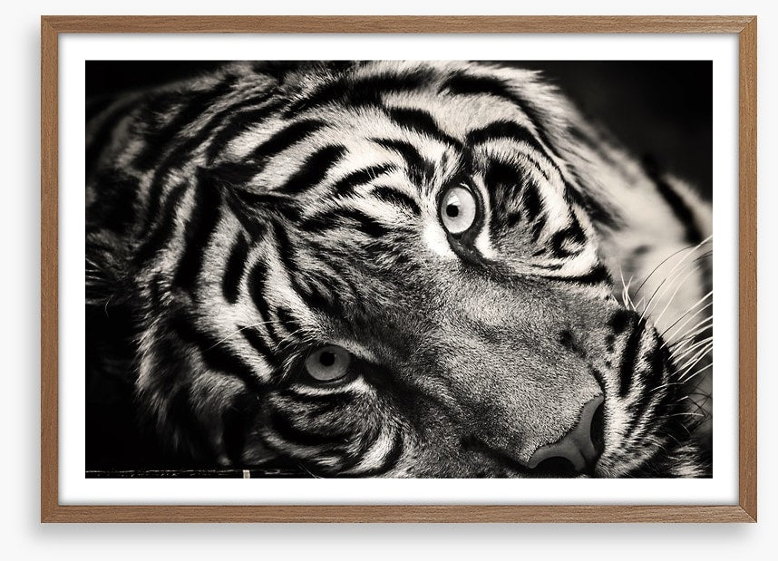 Sumatran stare