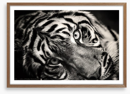 Sumatran stare