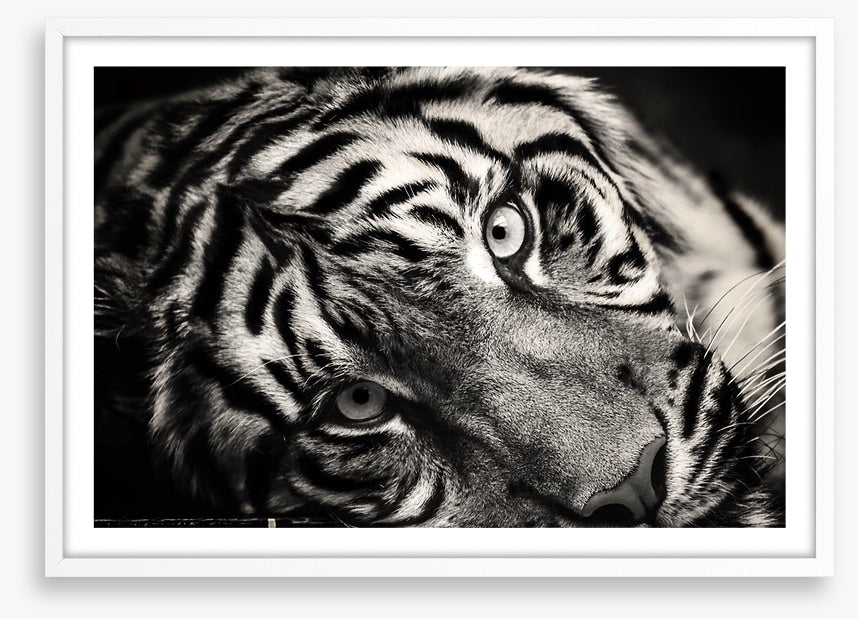 Sumatran stare