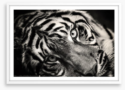 Sumatran stare