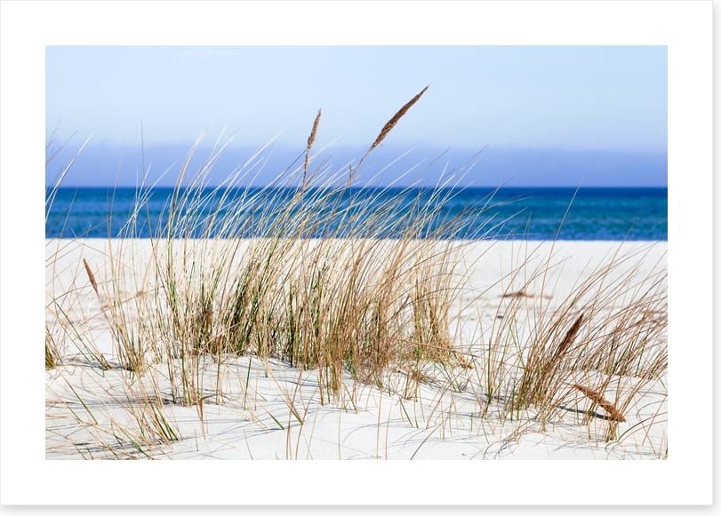 Sandgrass