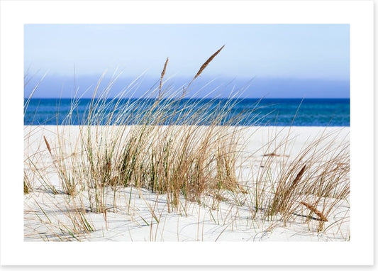 Sandgrass