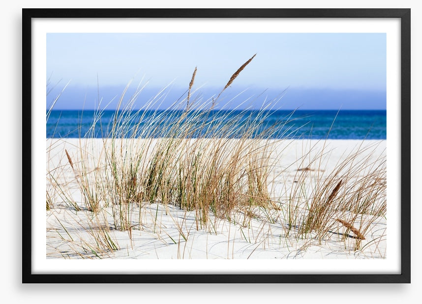 Sandgrass