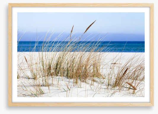 Sandgrass