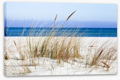 Sandgrass