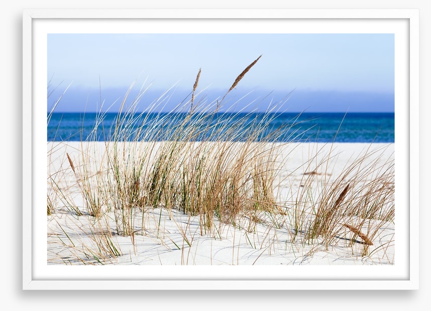 Sandgrass