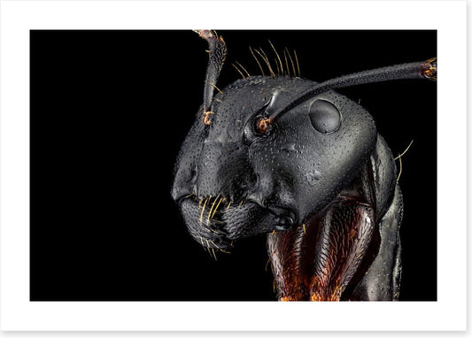 Insects