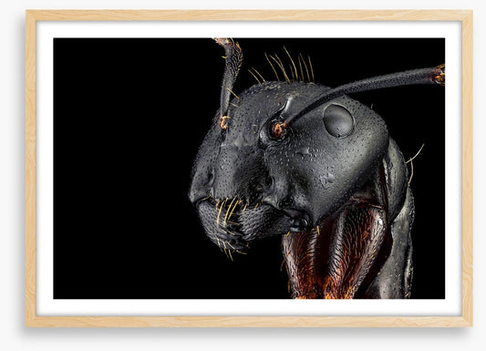 Insects