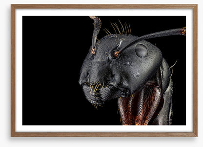 Insects