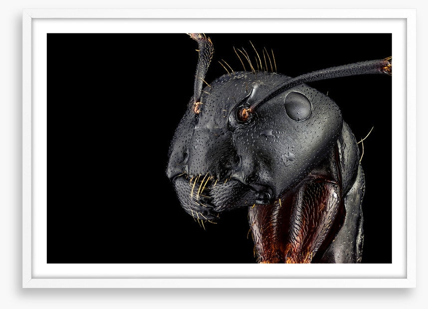 Insects