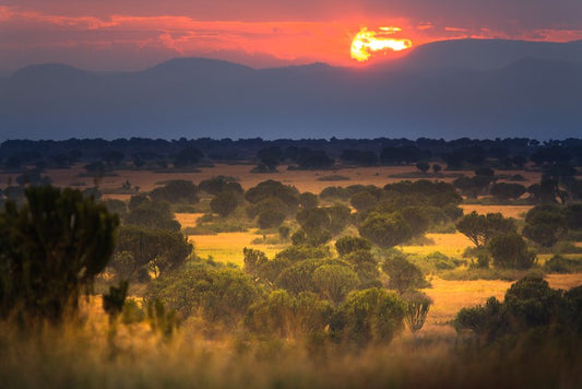 Africa