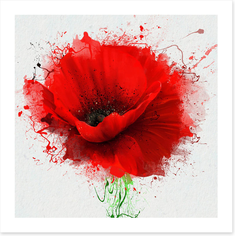 Poppy splash