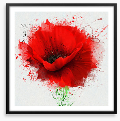 Poppy splash