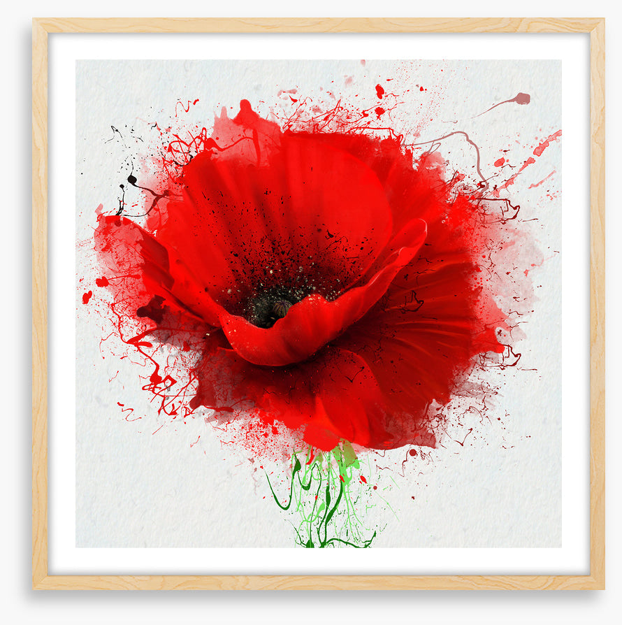 Poppy splash