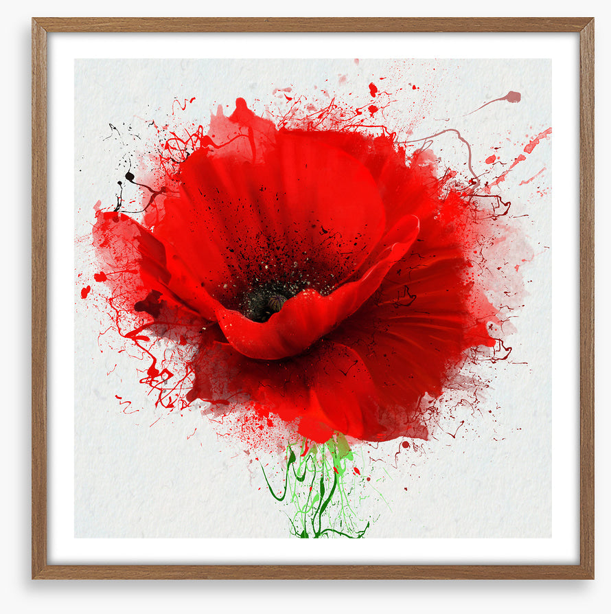 Poppy splash