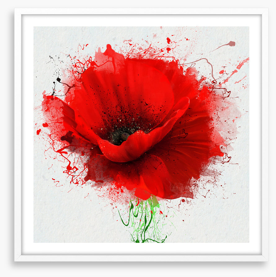 Poppy splash