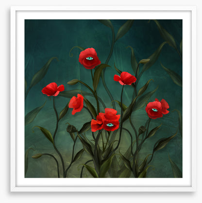 Peeping poppies
