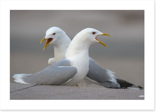 Seagull song