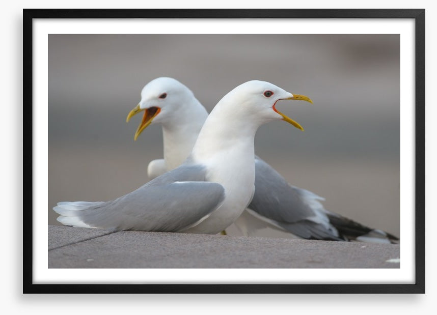 Seagull song