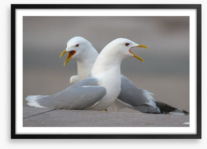 Seagull song