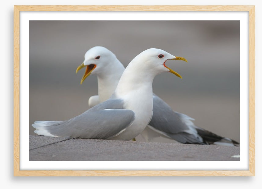 Seagull song
