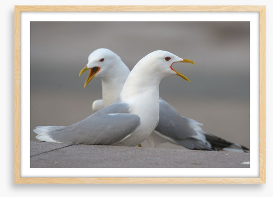Seagull song