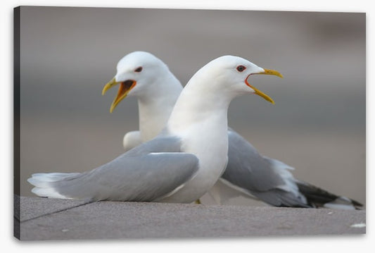 Seagull song