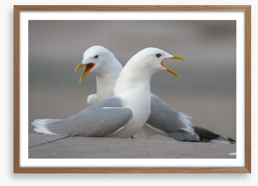 Seagull song