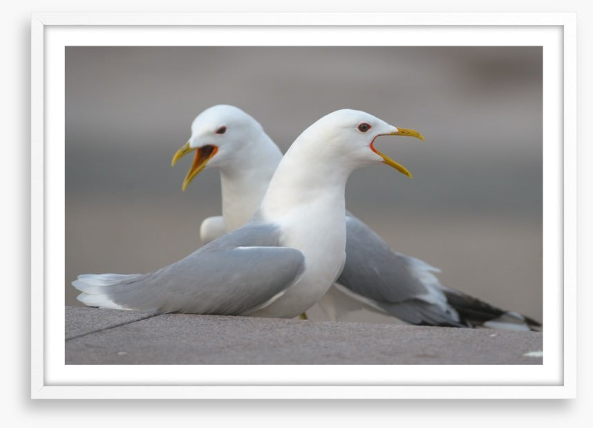 Seagull song