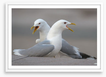 Seagull song
