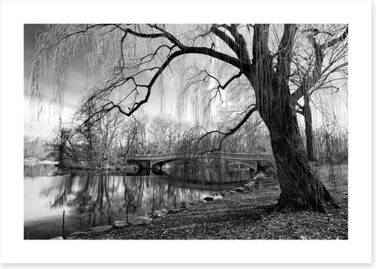 Bow bridge willow
