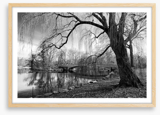 Bow bridge willow